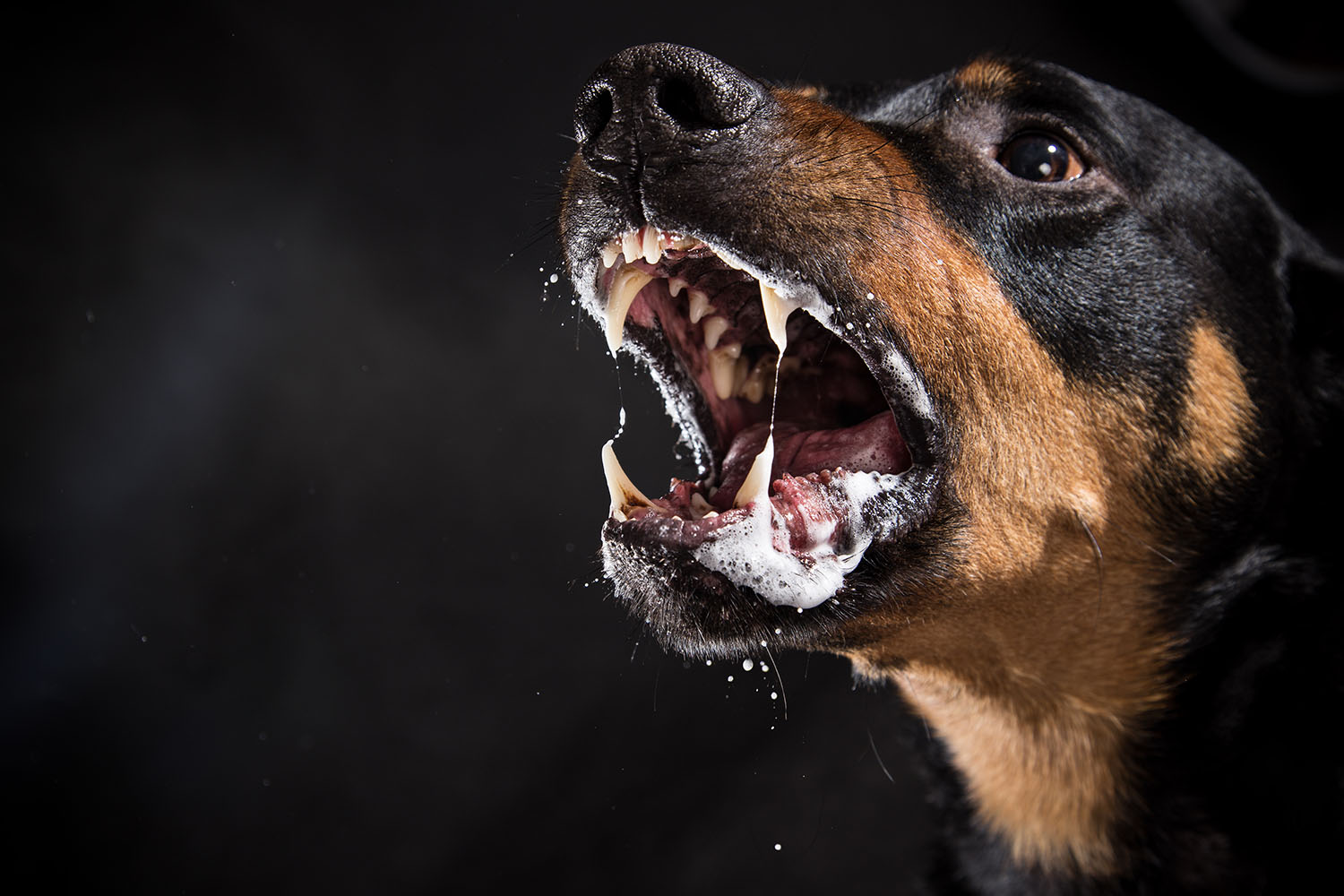 Weiterbildung zur Fachberaterin für aggressive Hunde